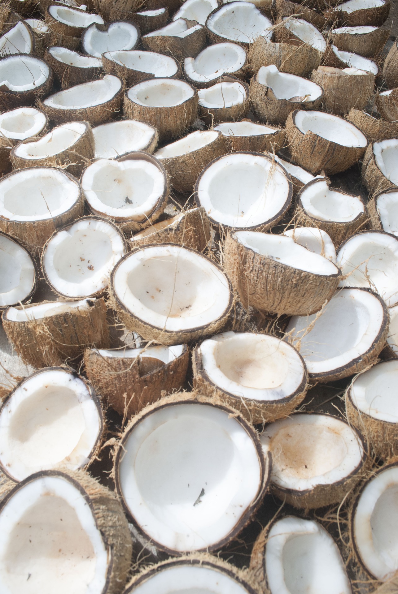 many coconuts split open coconut oil benefits